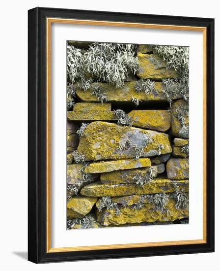 Lichen on Rocks, Broch of Mousa, Mousa Island, Shetland Island, Scotland, United Kingdom, Europe-Andrew Stewart-Framed Photographic Print