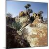 Lichen-Stained Boulders and Euphorbia Trees Add Form and Colour to Lake Eyasi's Impressive Western -Nigel Pavitt-Mounted Photographic Print