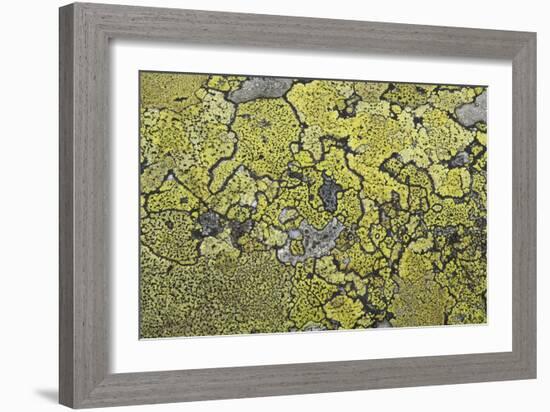 Lichen Thallus-Staffan Widstrand-Framed Giclee Print