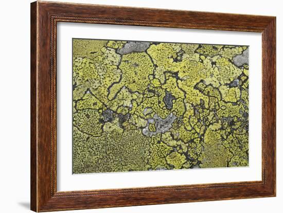 Lichen Thallus-Staffan Widstrand-Framed Giclee Print