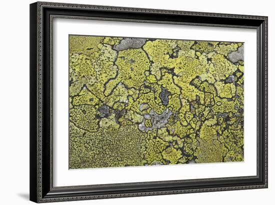 Lichen Thallus-Staffan Widstrand-Framed Giclee Print