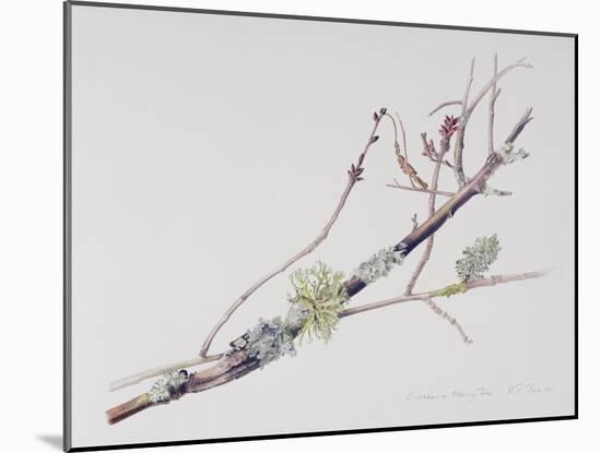 Lichens on Cherry Tree, 2001-Rebecca John-Mounted Giclee Print