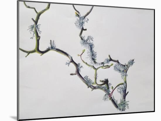 Lichens on Sycamore Branch, 1994-Rebecca John-Mounted Giclee Print