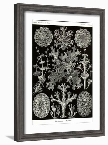 Lichens-Ernst Haeckel-Framed Art Print