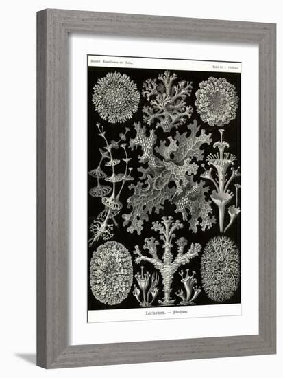 Lichens-Ernst Haeckel-Framed Art Print