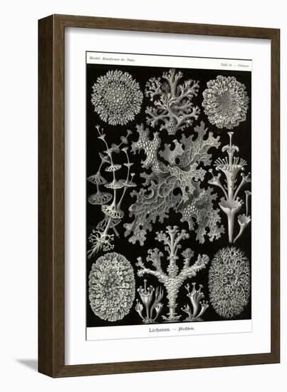 Lichens-Ernst Haeckel-Framed Art Print