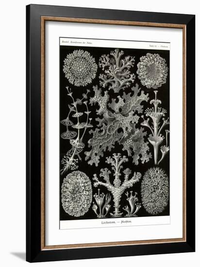 Lichens-Ernst Haeckel-Framed Art Print