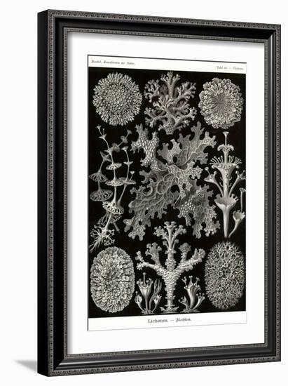 Lichens-Ernst Haeckel-Framed Art Print