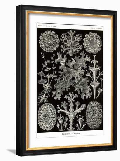 Lichens-Ernst Haeckel-Framed Art Print