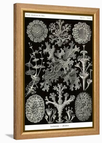 Lichens-Ernst Haeckel-Framed Stretched Canvas