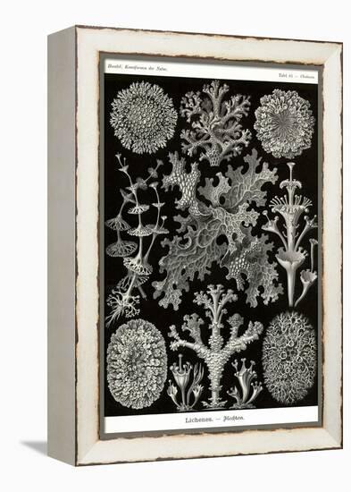 Lichens-Ernst Haeckel-Framed Stretched Canvas