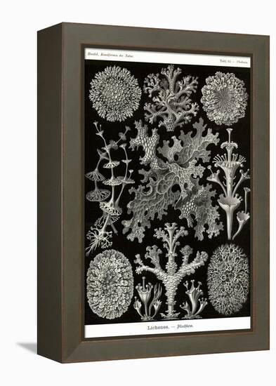 Lichens-Ernst Haeckel-Framed Stretched Canvas
