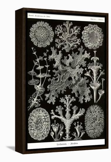 Lichens-Ernst Haeckel-Framed Stretched Canvas