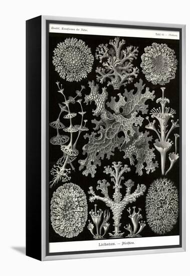 Lichens-Ernst Haeckel-Framed Stretched Canvas