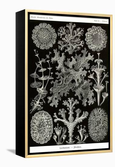 Lichens-Ernst Haeckel-Framed Stretched Canvas