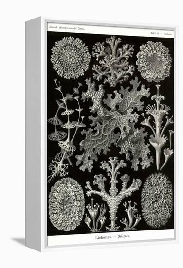 Lichens-Ernst Haeckel-Framed Stretched Canvas