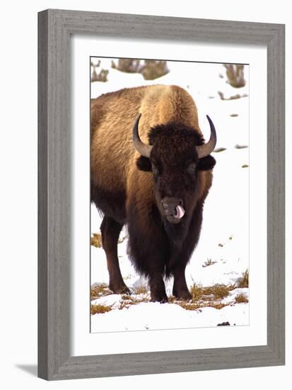 Licking like it Just Don't Matter-Jeff McGraw-Framed Photographic Print