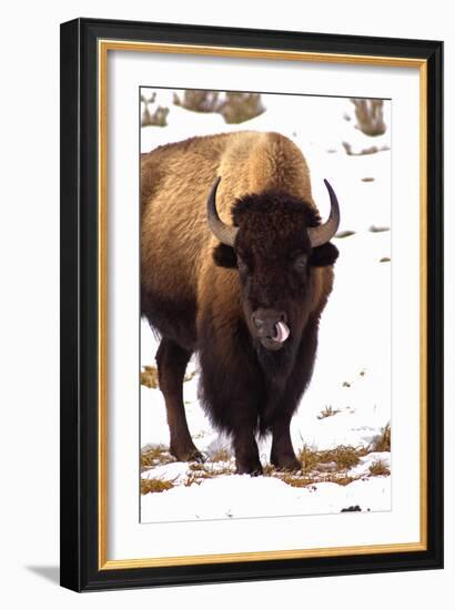 Licking like it Just Don't Matter-Jeff McGraw-Framed Photographic Print