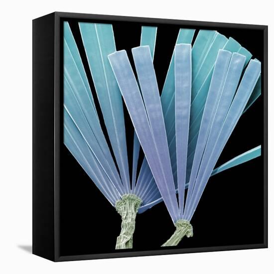 Licmorpha Freshwater Diatom, SEM-Steve Gschmeissner-Framed Premier Image Canvas
