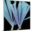 Licmorpha Freshwater Diatom, SEM-Steve Gschmeissner-Mounted Premium Photographic Print