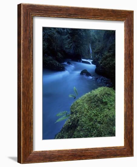 Licorice Fern, Near Dosewallips, Olympic National Park, Washington State, USA-Aaron McCoy-Framed Photographic Print