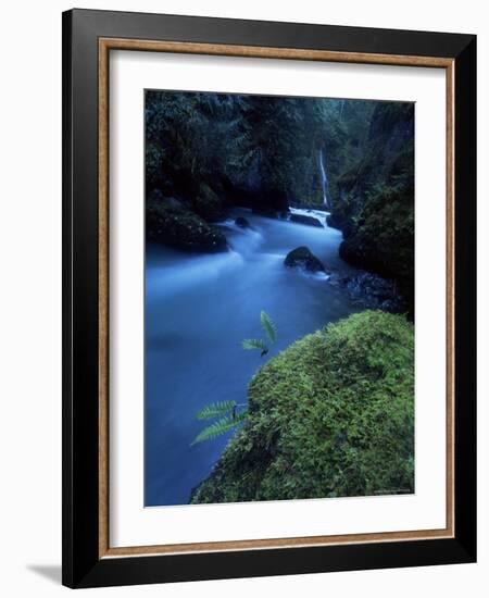 Licorice Fern, Near Dosewallips, Olympic National Park, Washington State, USA-Aaron McCoy-Framed Photographic Print