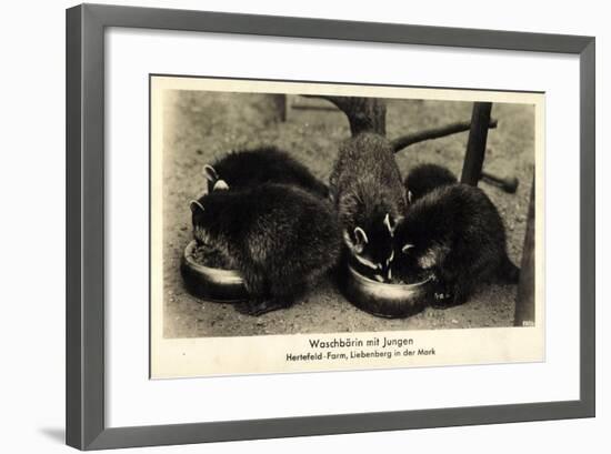 Liebenberg Löwenberg Mark, Waschbärin Mit Jungen Auf Der Hertefeld Farm-null-Framed Giclee Print