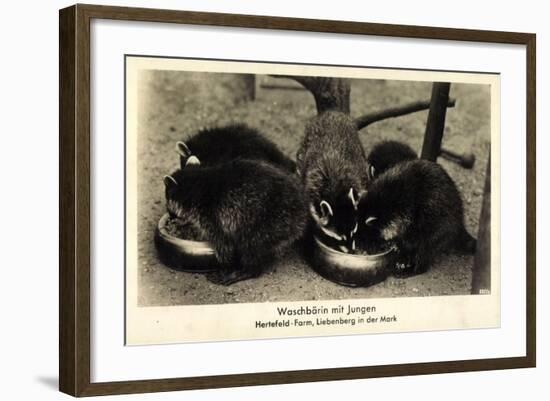 Liebenberg Löwenberg Mark, Waschbärin Mit Jungen Auf Der Hertefeld Farm-null-Framed Giclee Print