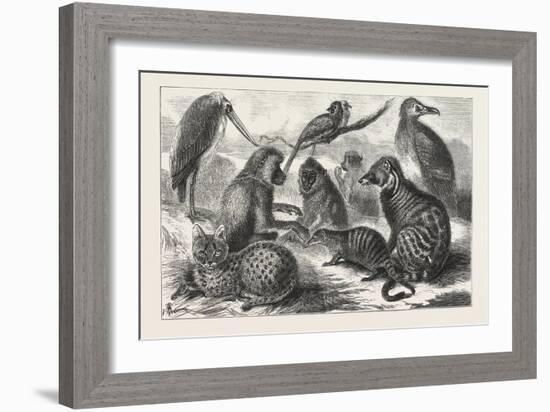 Lieutenant Cameron's Additions to the Zoo-null-Framed Giclee Print