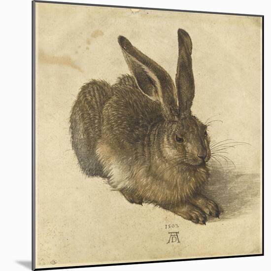 Lièvre couché, tourné vers la droite-Albrecht Dürer-Mounted Giclee Print