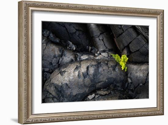 Life Among Ashes Lava Hawaii Volcano National Park Big Island-Vincent James-Framed Photographic Print