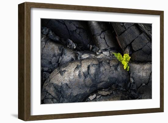 Life Among Ashes Lava Hawaii Volcano National Park Big Island-Vincent James-Framed Photographic Print