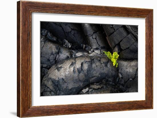 Life Among Ashes Lava Hawaii Volcano National Park Big Island-Vincent James-Framed Photographic Print