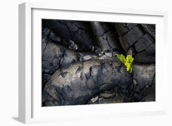 Life Among Ashes Lava Hawaii Volcano National Park Big Island-Vincent James-Framed Photographic Print