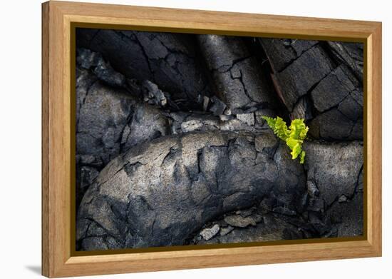 Life Among Ashes Lava Hawaii Volcano National Park Big Island-Vincent James-Framed Premier Image Canvas