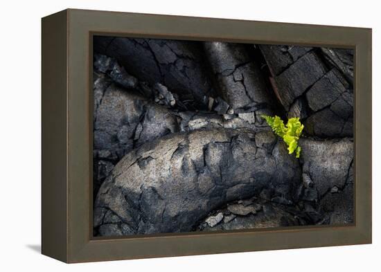 Life Among Ashes Lava Hawaii Volcano National Park Big Island-Vincent James-Framed Premier Image Canvas