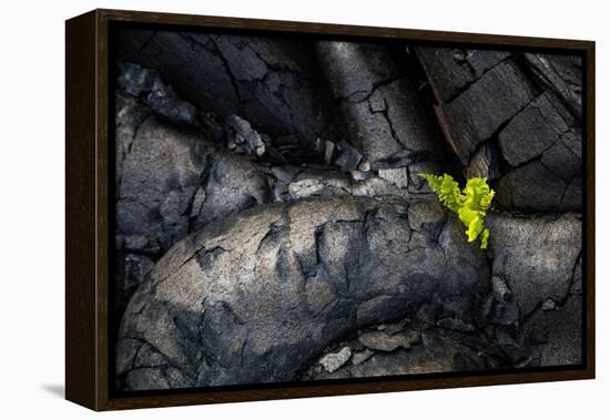 Life Among Ashes Lava Hawaii Volcano National Park Big Island-Vincent James-Framed Premier Image Canvas