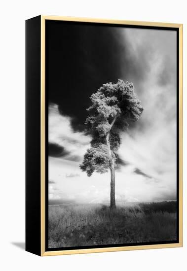 Life and Growth-David Keochkerian-Framed Stretched Canvas