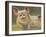 Life as a Pig II-Carolyne Hawley-Framed Art Print