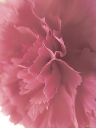 pink carnation flowers watercolor  Poster for Sale by ColorandColor