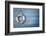 Life Buoy Decoration on Blue Shabby Background-egal-Framed Photographic Print