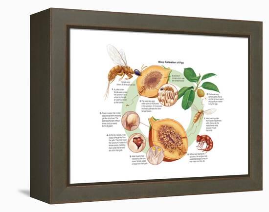 Life Cycle of the Fig Wasp (Agaonidae). Insects, Biology-Encyclopaedia Britannica-Framed Stretched Canvas