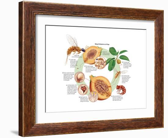 Life Cycle of the Fig Wasp (Agaonidae). Insects, Biology-Encyclopaedia Britannica-Framed Art Print