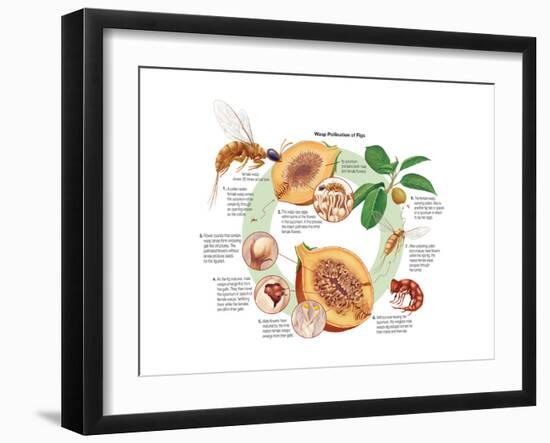 Life Cycle of the Fig Wasp (Agaonidae). Insects, Biology-Encyclopaedia Britannica-Framed Art Print