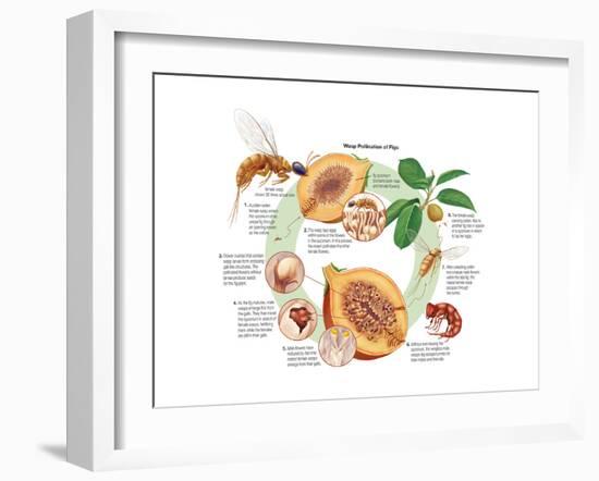 Life Cycle of the Fig Wasp (Agaonidae). Insects, Biology-Encyclopaedia Britannica-Framed Art Print
