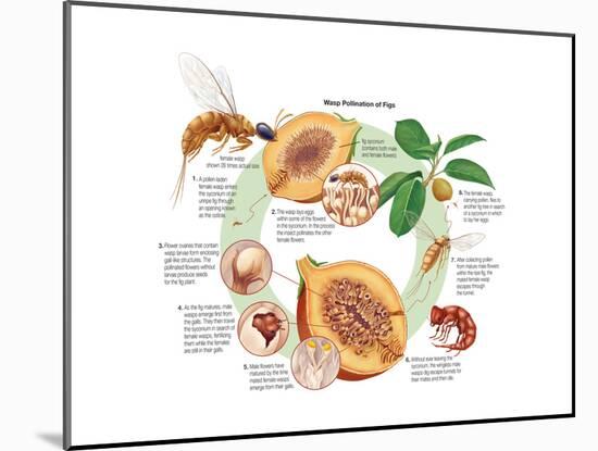 Life Cycle of the Fig Wasp (Agaonidae). Insects, Biology-Encyclopaedia Britannica-Mounted Art Print