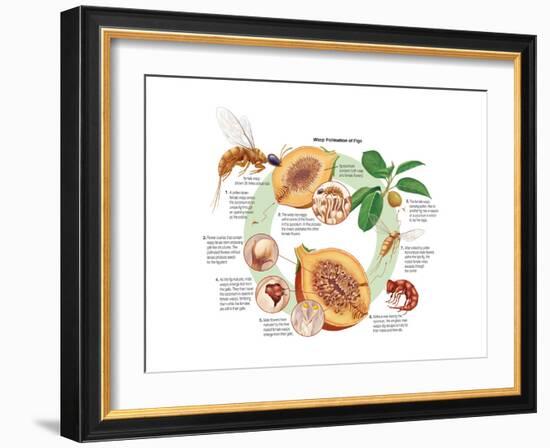 Life Cycle of the Fig Wasp (Agaonidae). Insects, Biology-Encyclopaedia Britannica-Framed Art Print