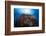 Life Explosion-Barathieu Gabriel-Framed Photographic Print