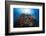 Life Explosion-Barathieu Gabriel-Framed Photographic Print