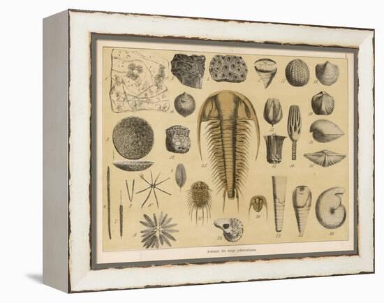 Life-Forms of the Paleozoic Epoch-Ferdinand Von Hochstetter-Framed Stretched Canvas
